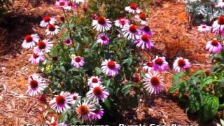 Echinacea purpurea  Purple Coneflower [upl. by Lais]