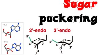 Sugar puckering [upl. by Ezarra766]