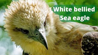 White Bellied Sea Eagle call [upl. by Januisz]