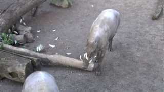 Babirusa Pig  Oregon Zoo [upl. by Roshan]