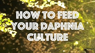 How To Feed Your Daphnia Culture [upl. by Holcman232]