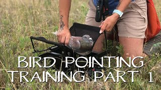 Pointing Birds Upland Bird Dog Training  Part 1 [upl. by Nahtanod]