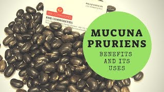 MUCUNA PRURIENS  VELVET BEANS  BENEFITS AND USES [upl. by Kalindi315]