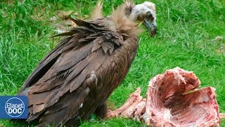 Vultures eating dead animal [upl. by Ellerret120]