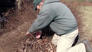 Renewal Pruning Spirea  Taming the Monster [upl. by Madonia101]