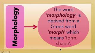 What is Morphology L3 [upl. by Ahsinot]