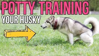 How To Potty Train A Siberian Husky [upl. by Nodnyl]