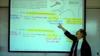 SYNAPTIC TRANSMISSION IN THE CNS PART 1 by Professor Fink [upl. by Tyre]