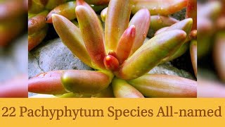 22 Pachyphytum Species Allnamed [upl. by Layney]