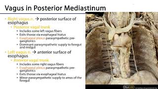 LO 5  Vagus Nerve Paths and Branches  Posterior Mediastinum [upl. by Vedis735]