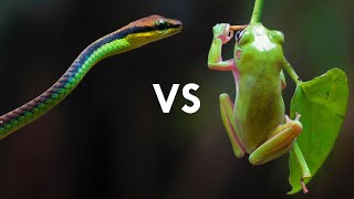 Amazing Frog Behaviors and Adaptations [upl. by Critta]