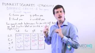 Dihybrid Cross Dihybrid Punnett Square  Made Easy [upl. by Radec610]