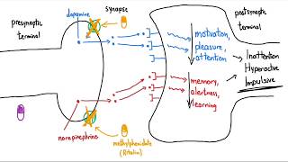 Stimulants Ritalin and Adderall Explained in 3 Minutes [upl. by Algy32]