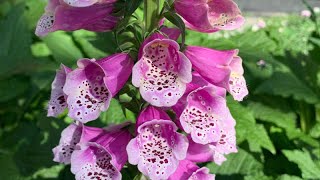 Digitalis purpurea Foxglove [upl. by Erdnaek]