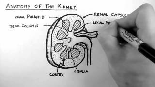 Renal Anatomy 1  Kidney [upl. by Ettelocin]