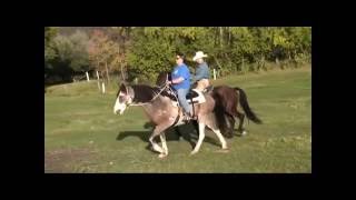 Gaited versus NonGaited DEMO [upl. by Cantu]