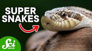 6 Sneaky Snakes That Might Freak You Out [upl. by Etnuhs163]