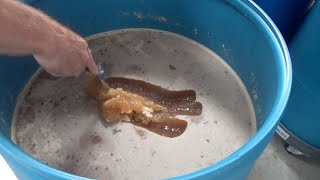 Turning crystalized honey into liquid easily [upl. by Koloski2]