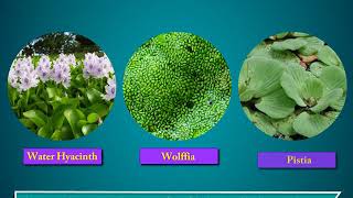 Terrestrial and Aquatic Plants  Science Class 4 [upl. by Elvia]