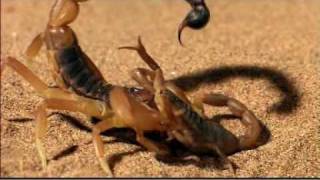 Discovery Channel Animals  scorpion vs Scorpion BBCmpg [upl. by Inat]