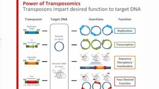 How Can Transposons Accelerate Your Genomics Research [upl. by Gerda]