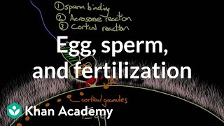 Egg sperm and fertilization  Behavior  MCAT  Khan Academy [upl. by Amaty]