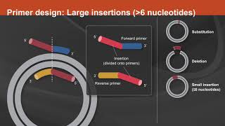 Overview of the Q5® SiteDirected Mutagenesis Kit [upl. by Radie42]