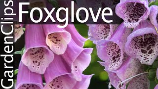 Foxglove  Digitalis purpurea  Growing Foxglove [upl. by Nnairam]