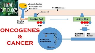 Tumor Suppressor Genes  p53 pten p21 pRB [upl. by Netsuj]