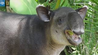 Rare Bairds Tapir Sighting  Costa Rica amp Panama  Lindblad ExpeditionsNational Geographic [upl. by Aicssej448]