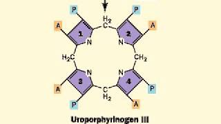 Biosynthesis of Heme porphyrin ring  Heme [upl. by Anatola]