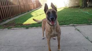 Before You Get A Belgian Malinois WATCH THIS [upl. by Sammons402]