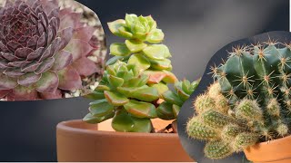 Succulent Collection 2024 Update [upl. by Roseline]