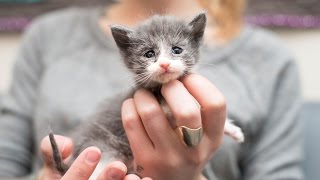 Rescuing an Emaciated Kitten Small Fry and her family [upl. by Geiger]