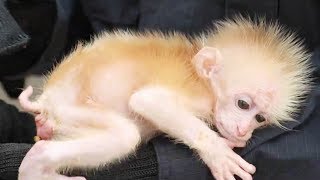 Baby northern pigtailed macaque rescued in SW China [upl. by Nevil247]