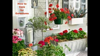 GERANIUM CARE BASICS amp 4 GERANIUM TYPES  Shirley Bovshow [upl. by Eymaj167]