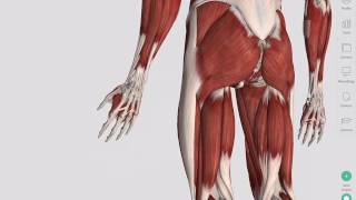 Skeletal Muscles  Complete Anatomy [upl. by Murrah]