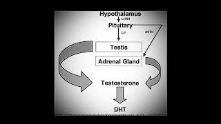 DIHYDROTESTOSTERONE DHT  Binaural Steroids Strong Anabolic Effect Improved Masculinity [upl. by Mychal]