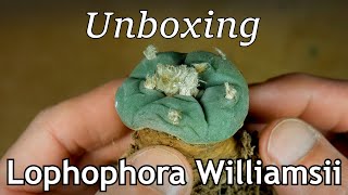 Unboxing Lophophora williamsii [upl. by Grimbald]