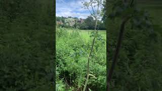 Giant Hogweed VS Common Hogweed [upl. by Selia]