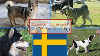 Swedish Dog Breeds Part 2 [upl. by Placida846]