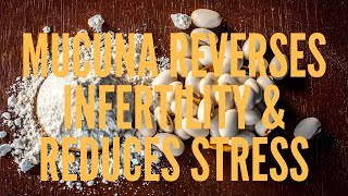 MUCUNA Reverses Infertility amp Reduces Stress [upl. by Taber]