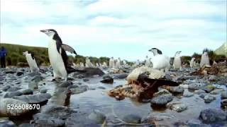 Remade World Animals Penguin Music Video [upl. by Deming28]