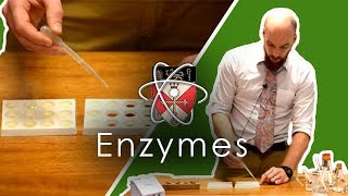 Enzymes  GCSE Science Required Practical [upl. by Buffum]