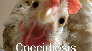 Coccidiosis In Chickens [upl. by Calder]