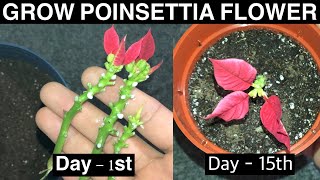 How to Grow Poinsettia Plant  Grow Poinsettia From Cuttings [upl. by Porush]