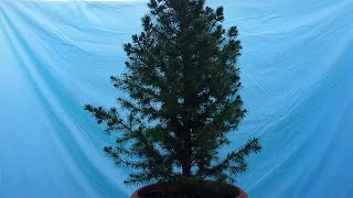 Picea Glauca Conica Bonsai Tree  First Pruning [upl. by Enilekaj313]