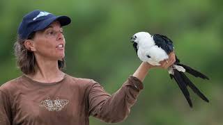 Swallowtailed Kites of Palm Beach County Florida [upl. by Akinohs]