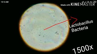 Lactobacillus bacteria under microscope [upl. by Mani]