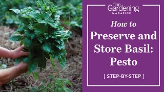 How to Preserve and Store Basil Pesto [upl. by Genna]